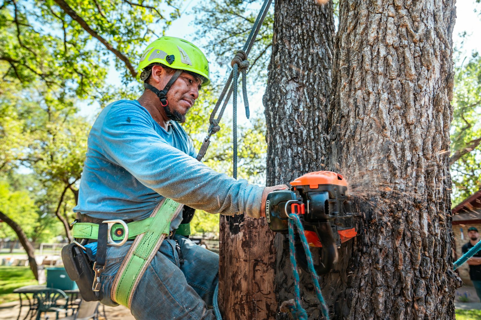 Professional arborist working on a large tree with safety equipment